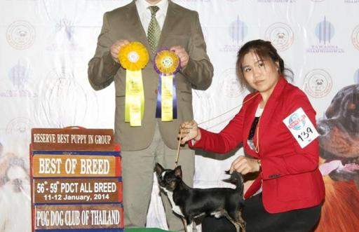 Petit Melic - PDCT ALL BREED CHAMPIONSHIP DOG SHOW